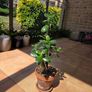 jade plant Image 2