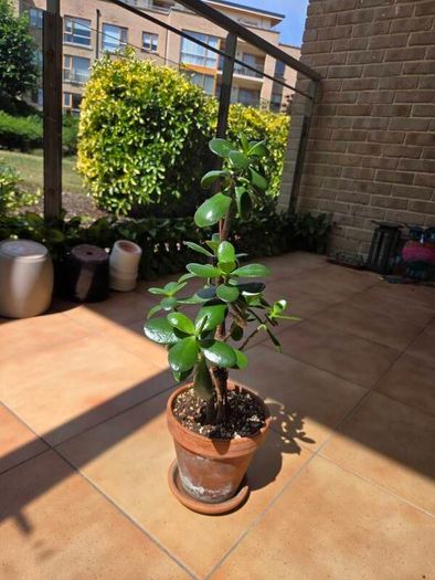 jade plant
