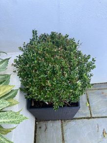 Planter with plant included