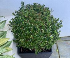 Planter with plant included