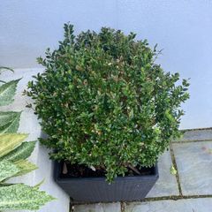 Planter with plant included