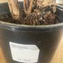 Indoor Palm (Kentia) Image 2