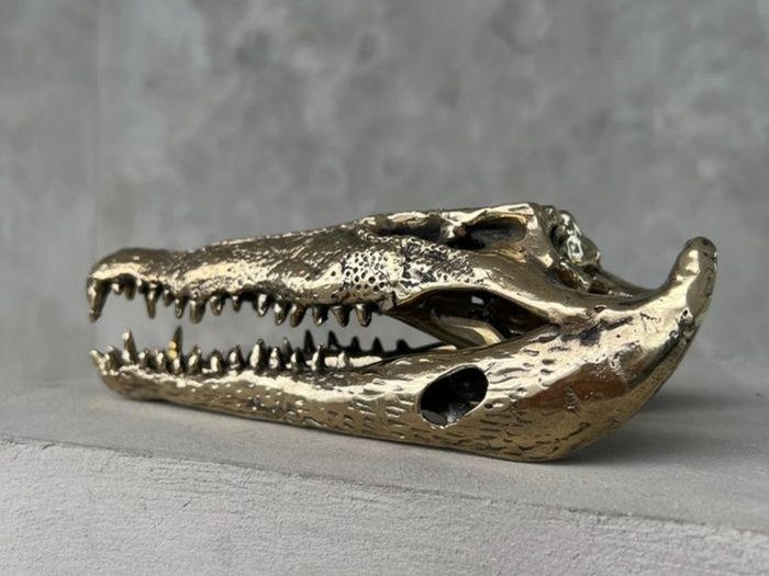 Saltwater Crocodile Skull - Polished Bronze