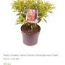 plant Image 3