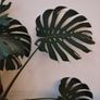 large monstera (swiss cheese plant) Image 2