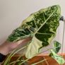 Alocasia Frydek Image 2