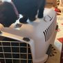 pet carrier Image 2