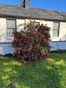Fuchsia Plant
