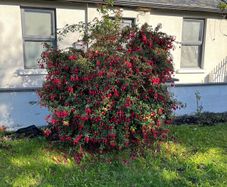 Fuchsia Plant