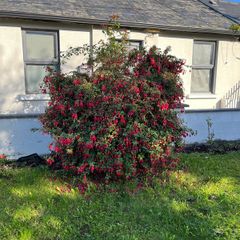 Fuchsia Plant