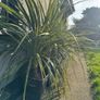 Cordyline palm tree Image 4
