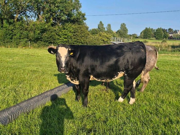 Cattle