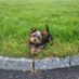 CHILLICHICKEN