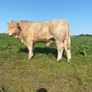 PBR Charolais bulls Image 2