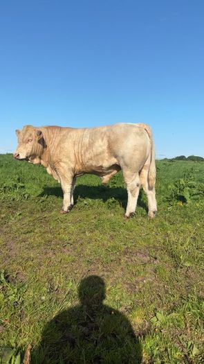 PBR Charolais bulls