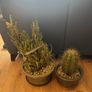 Cacti  Plant Set Image 2