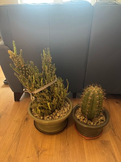 Cacti  Plant Set