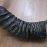 Antique 1800s rare Kudu  Horn length 23" Image 7