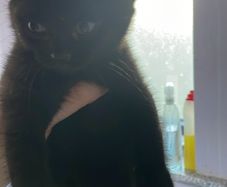 cat
