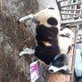 Jacob hogget rams Image 4