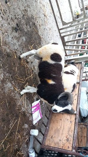 Jacob hogget rams