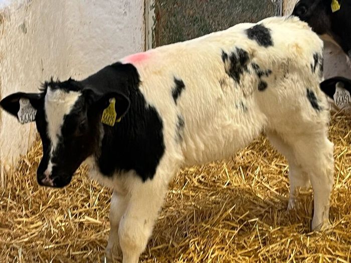 Super Belgian Blue & Charolais Bull Calves