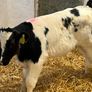 Super Belgian Blue & Charolais Bull Calves Image 2