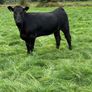 Angus heifers Image 6