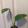 Monstera Lechleriana less variegated Image 5