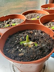 Baby monstera