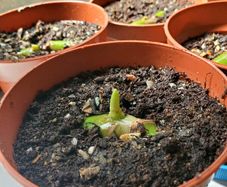 Baby monstera