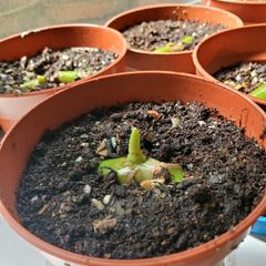 Baby monstera