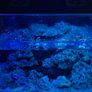 Marine aquarium set up 250L Image 7