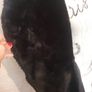 Ralph Lauren jacket  women Image 7