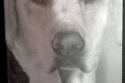 Triggs: The Autobiography of Roy Keane's Dog by Triggs - Large Paperback