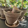 Lithop succulent Image 2