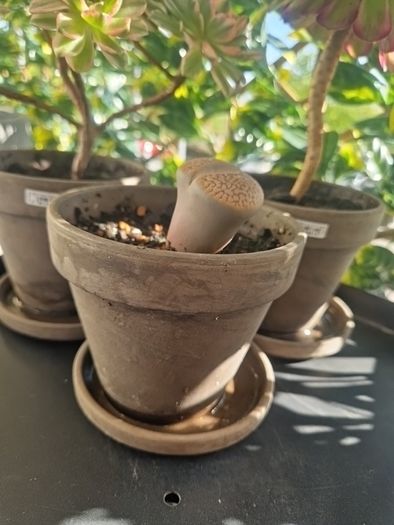 Lithop succulent