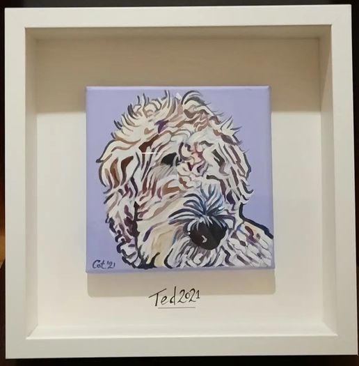 Pet Portraits