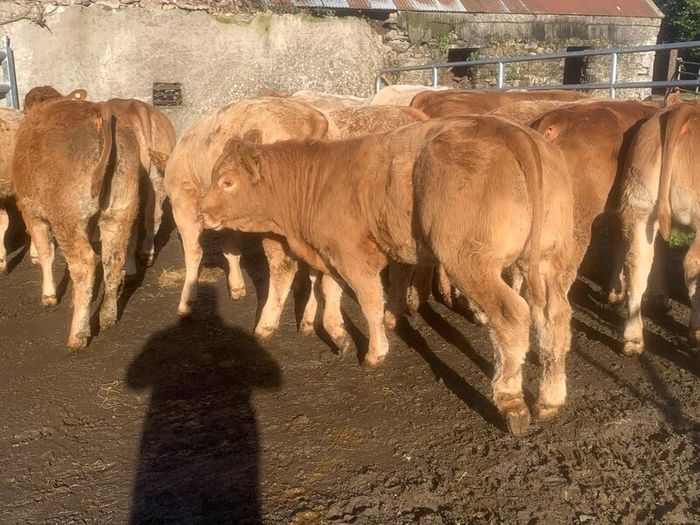 20 u grade charlaois and limousine heifers