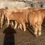 20 u grade charlaois and limousine heifers Image 7