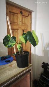 Philodendron Burle Marx Varigated Established Plant Rare