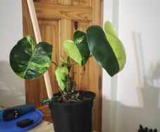 Philodendron Burle Marx Varigated Established Plant Rare