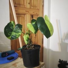 Philodendron Burle Marx Varigated Established Plant Rare
