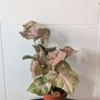 Syngonium Neon Robusts Plant Image 2