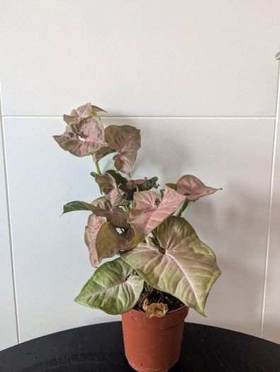 Syngonium Neon Robusts Plant