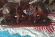 Pair of Carved Elephants