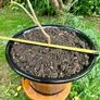 Potted Salvia Hot Lips Image 3