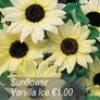 Sunflower seeds from only 1.00 euro Image 4