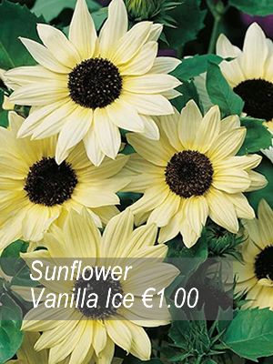 Sunflower seeds from only 1.00 euro