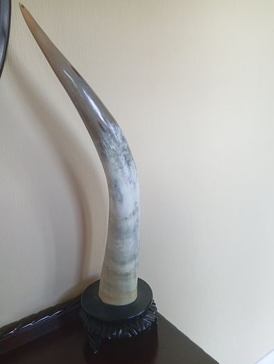 Antique / vintage pair whitehorns